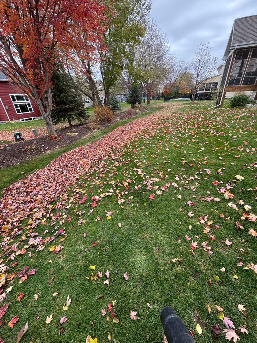 Professional yard cleanup